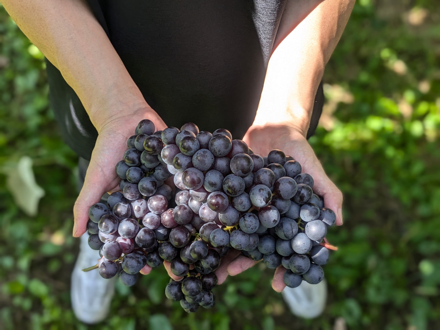 収穫できることの喜び