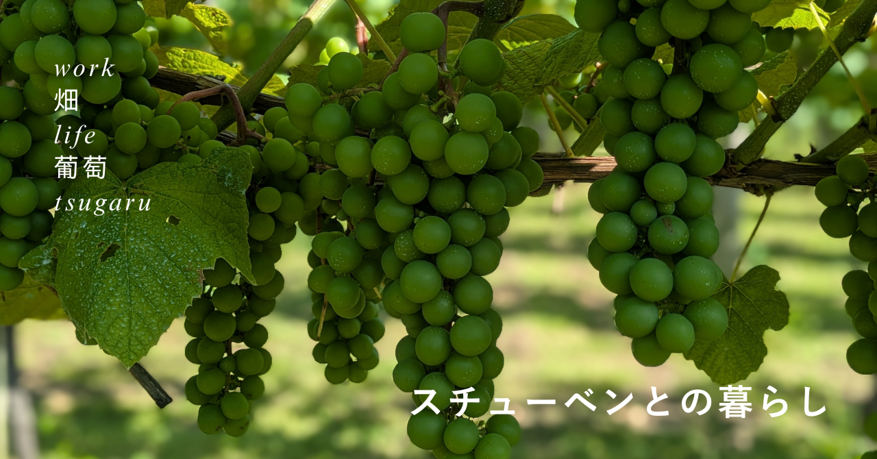 スチューベンと向き合って2年、