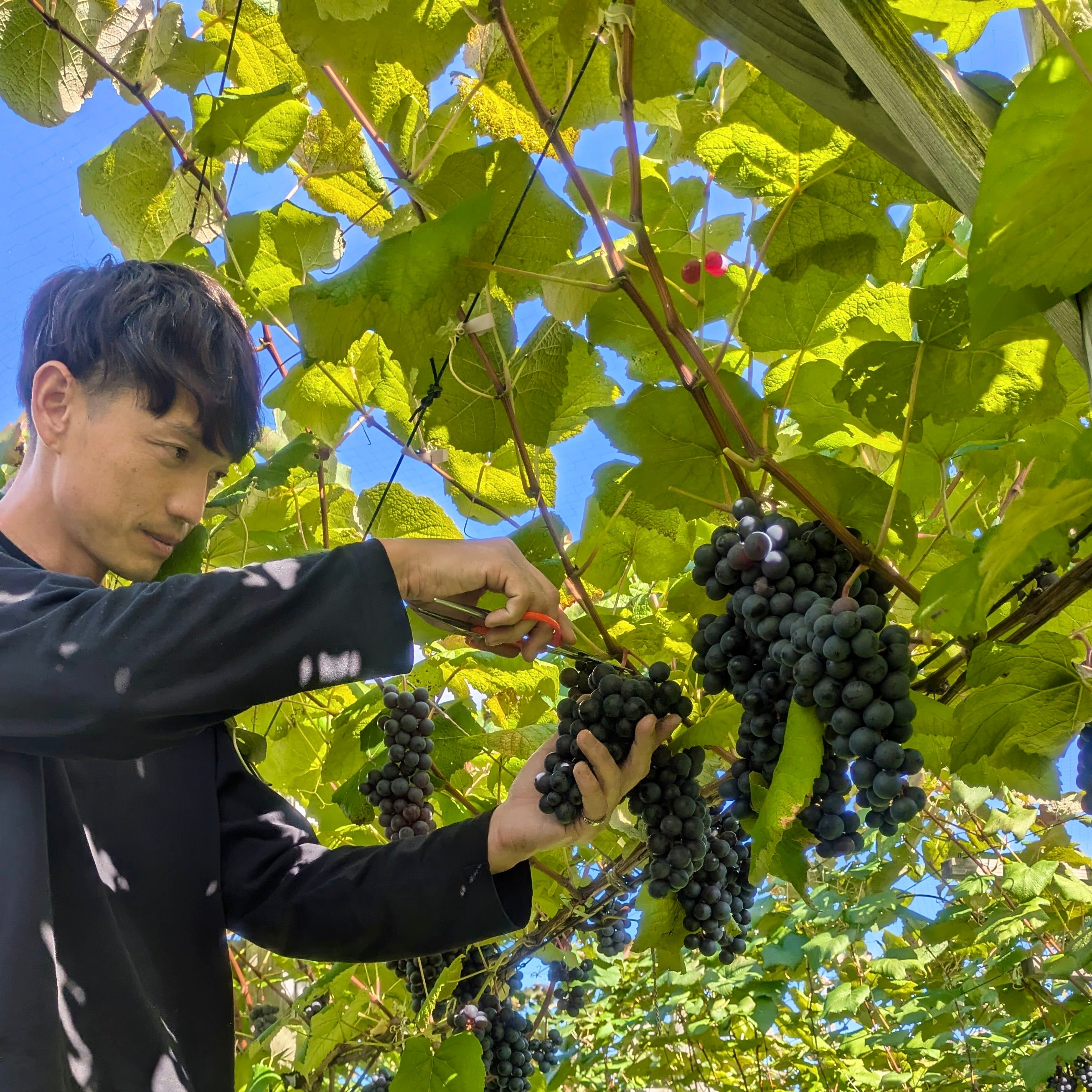 青森県鶴田町産 スチューベンぶどう 5kg｜産地直送・完熟収穫 – THREE FARM