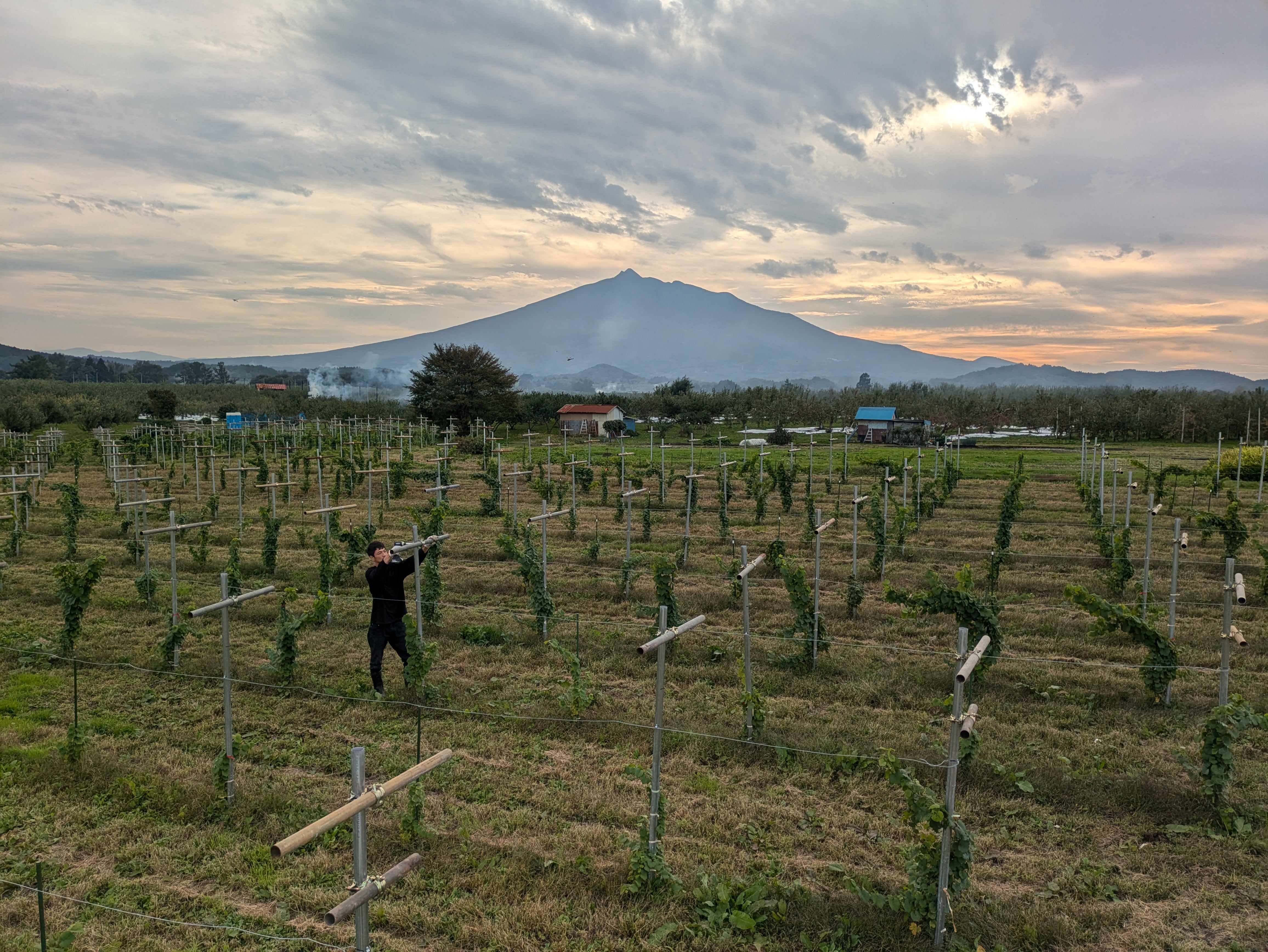 THREE FARM | 自社栽培ぶどうのワイン・ノンアルコールドリンク